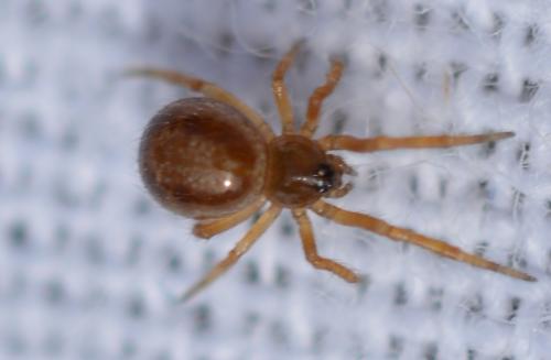 Steatoda sp.